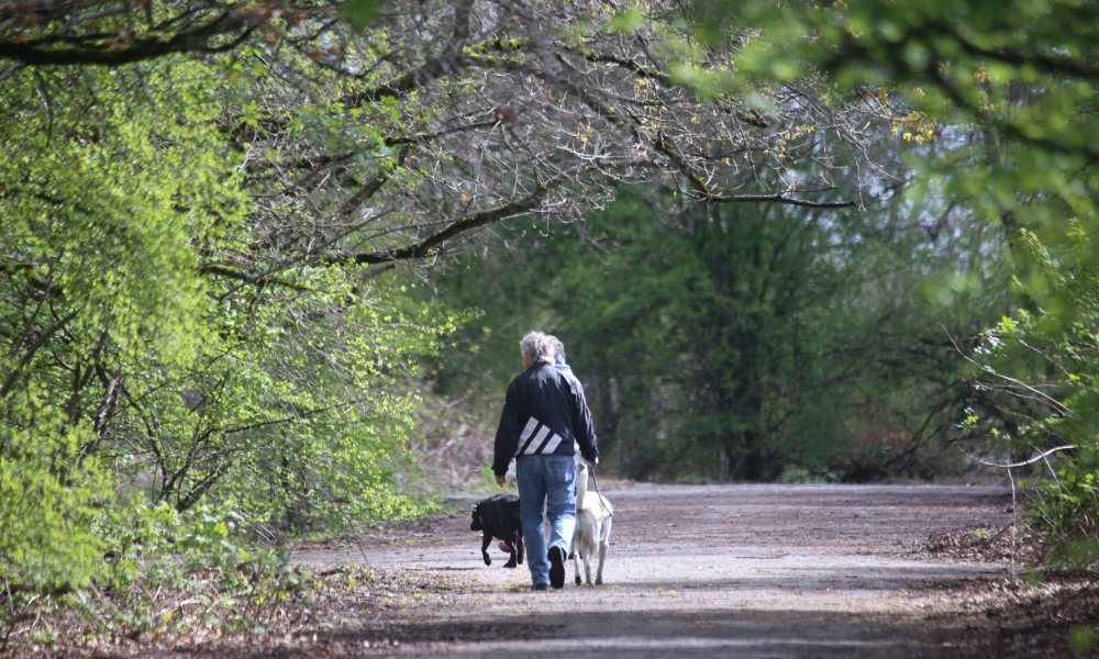 Dog walking park near me hot sale